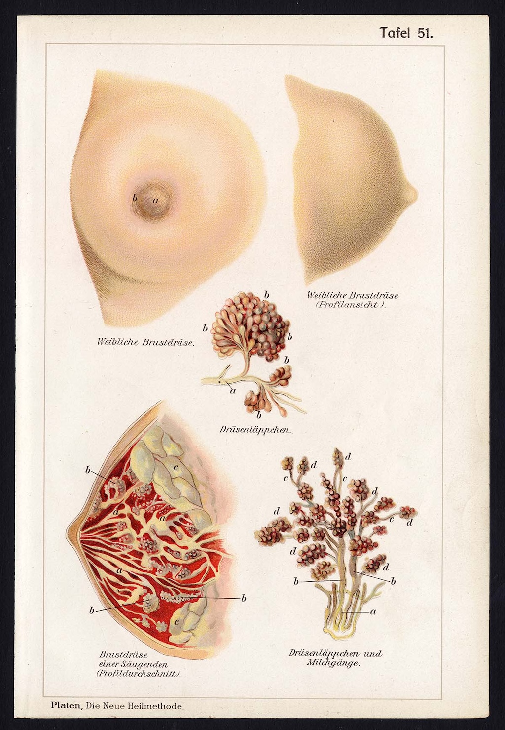 Budowa piersi.